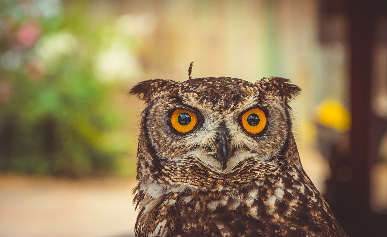 owl social media